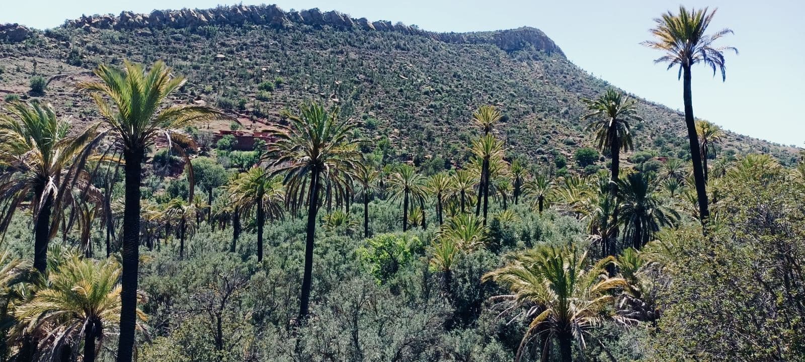 Dense palm valley below a rocky ridge in the Atlas foothills